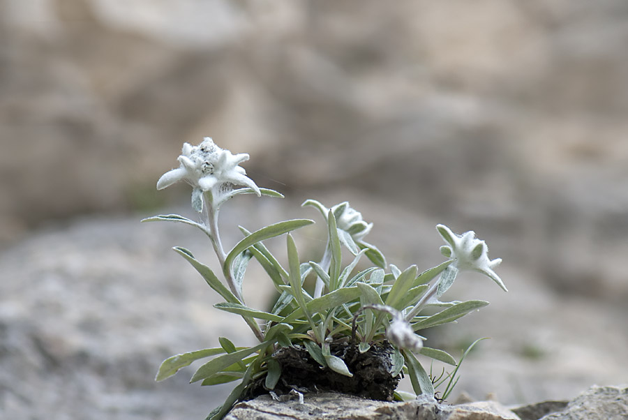 Leontopodium alpinum - Stella Alpina (del Pasubio)